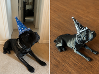 Pet Mini's